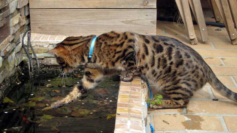 Bengal cat playing with water