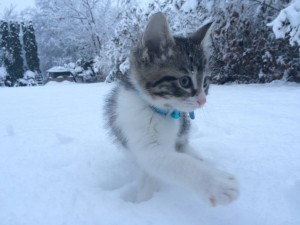 kitten playing in snow