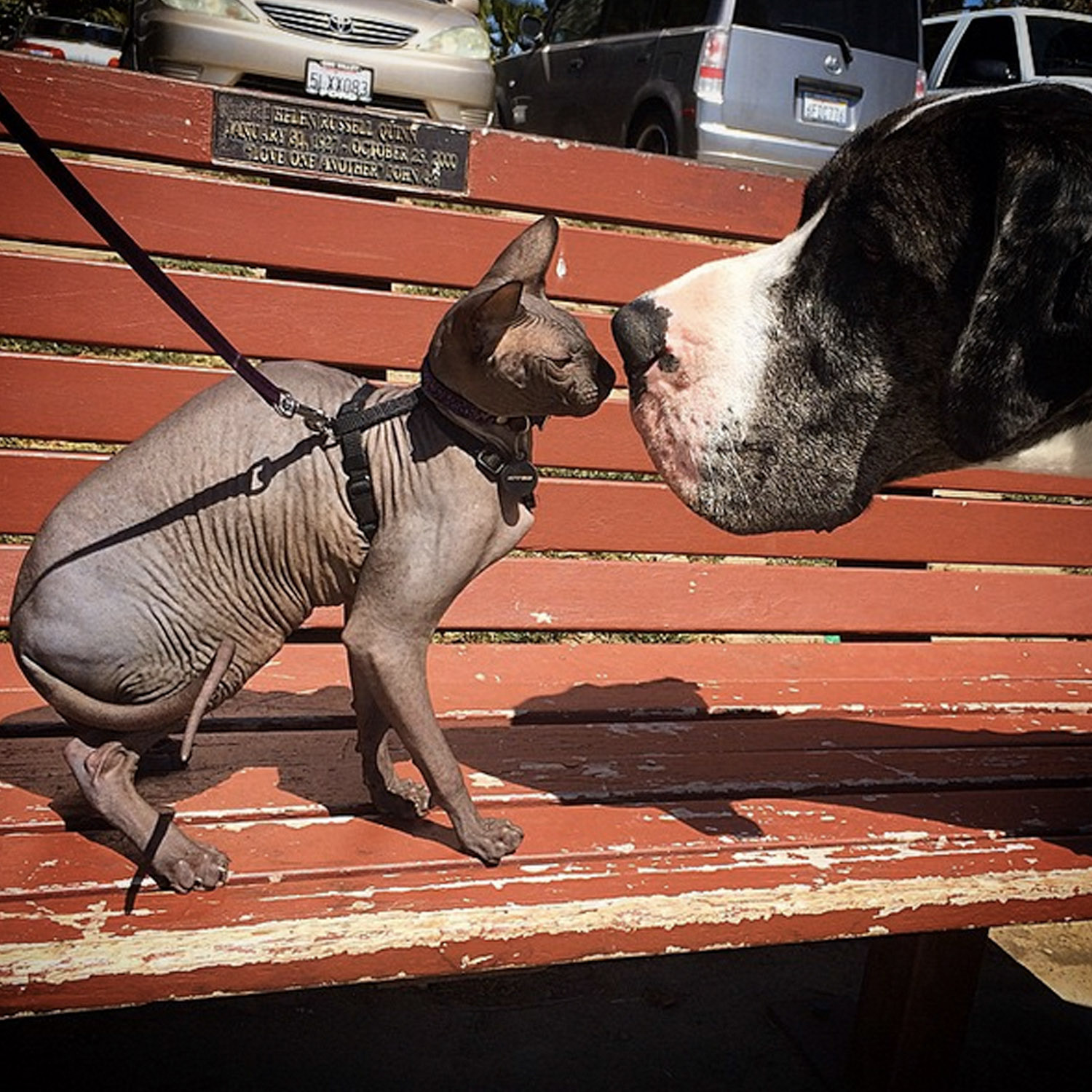 Omar the Sphynx cat goes nose-to-nose with a Great Dane