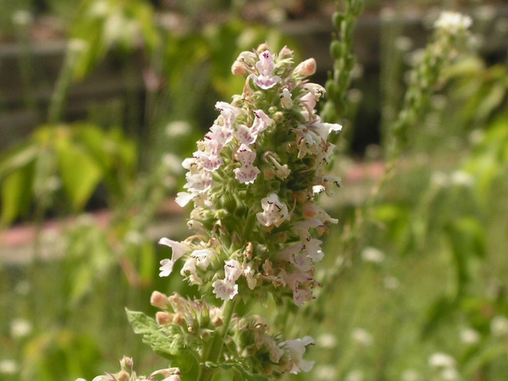 flowering catnip plant