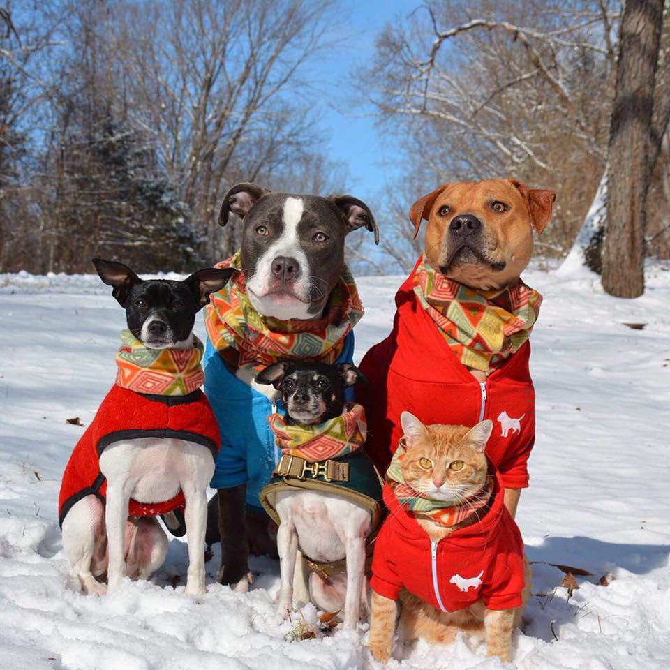 cat with dogs in snow