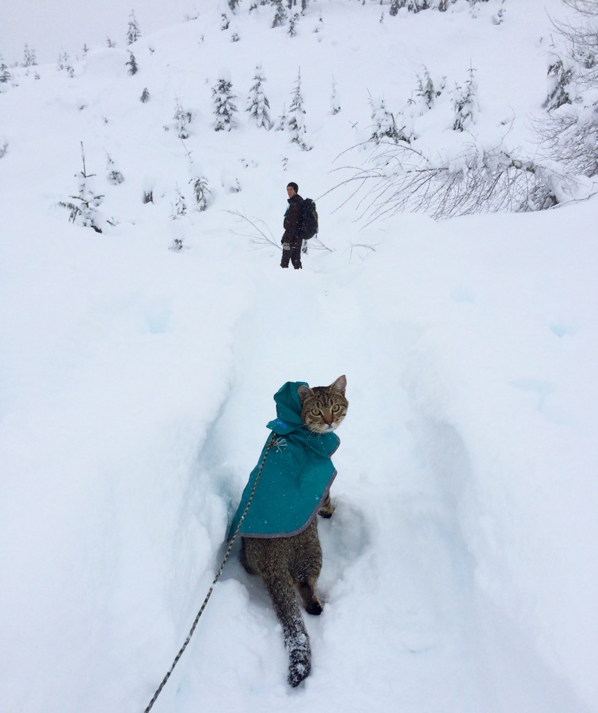 kitty hiking in snow