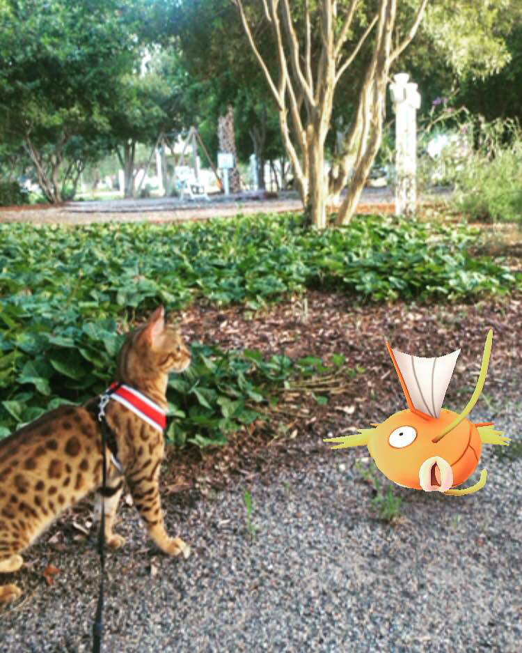 cat with magicarp