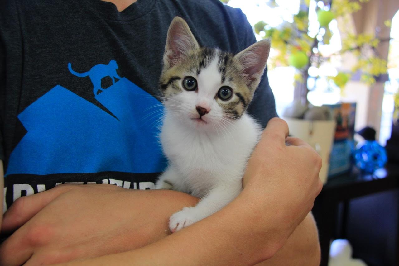 kitten Chips held in man's arms