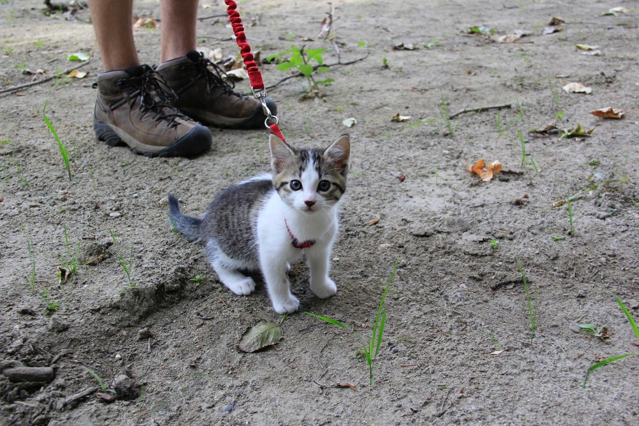 kitten out for a walk on beach