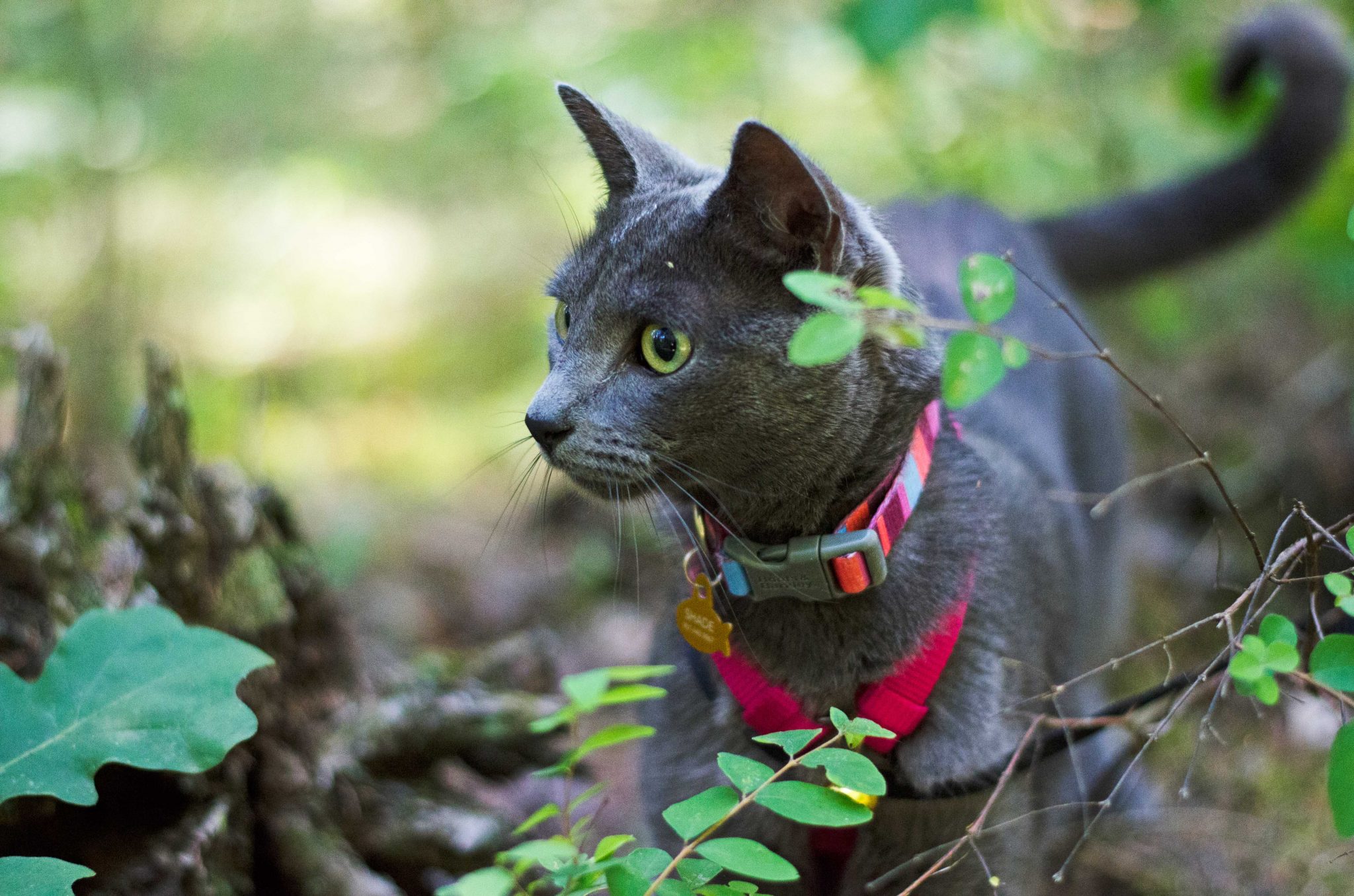 Shade the cat on a hike