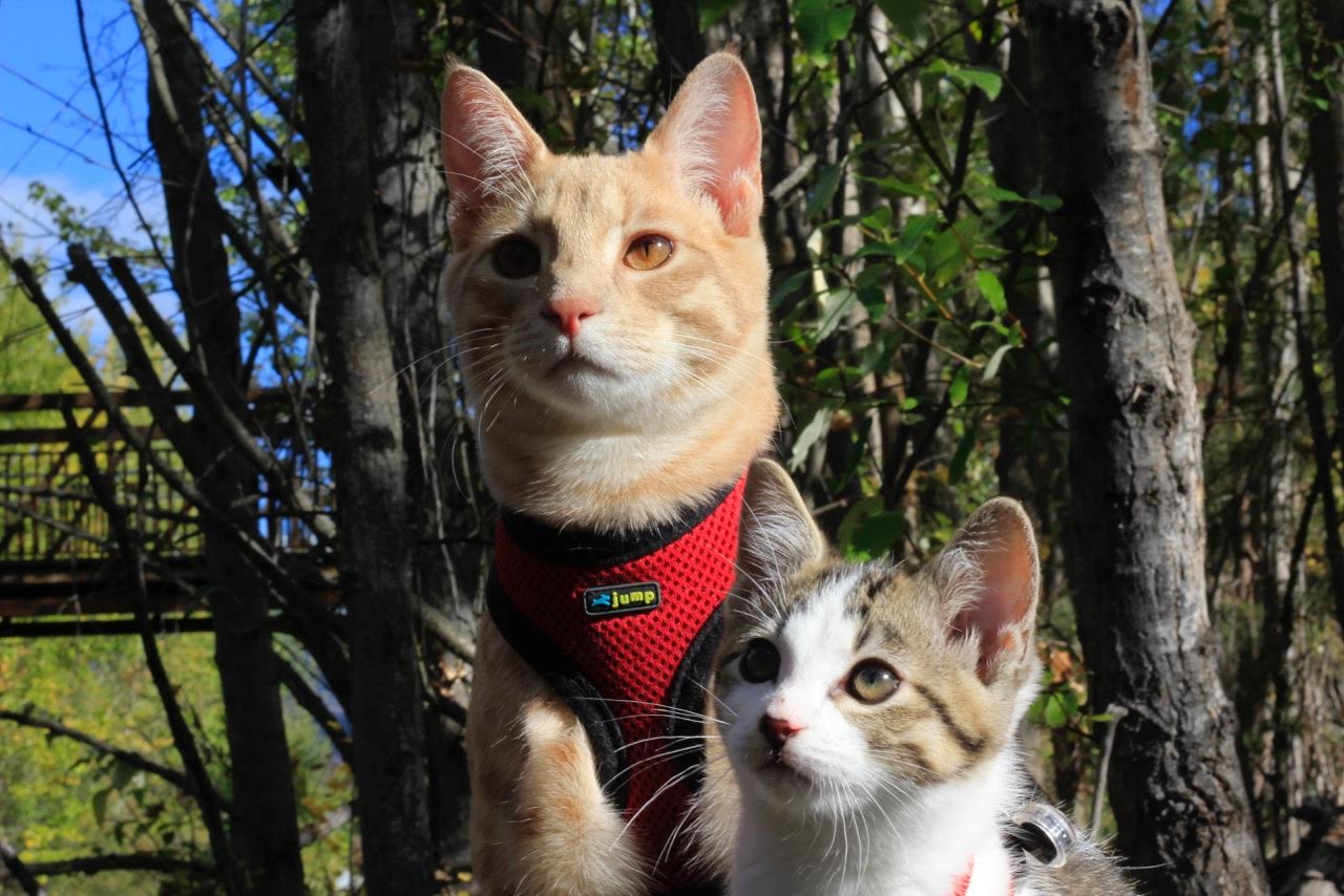 Fish and Chips the adventure cats