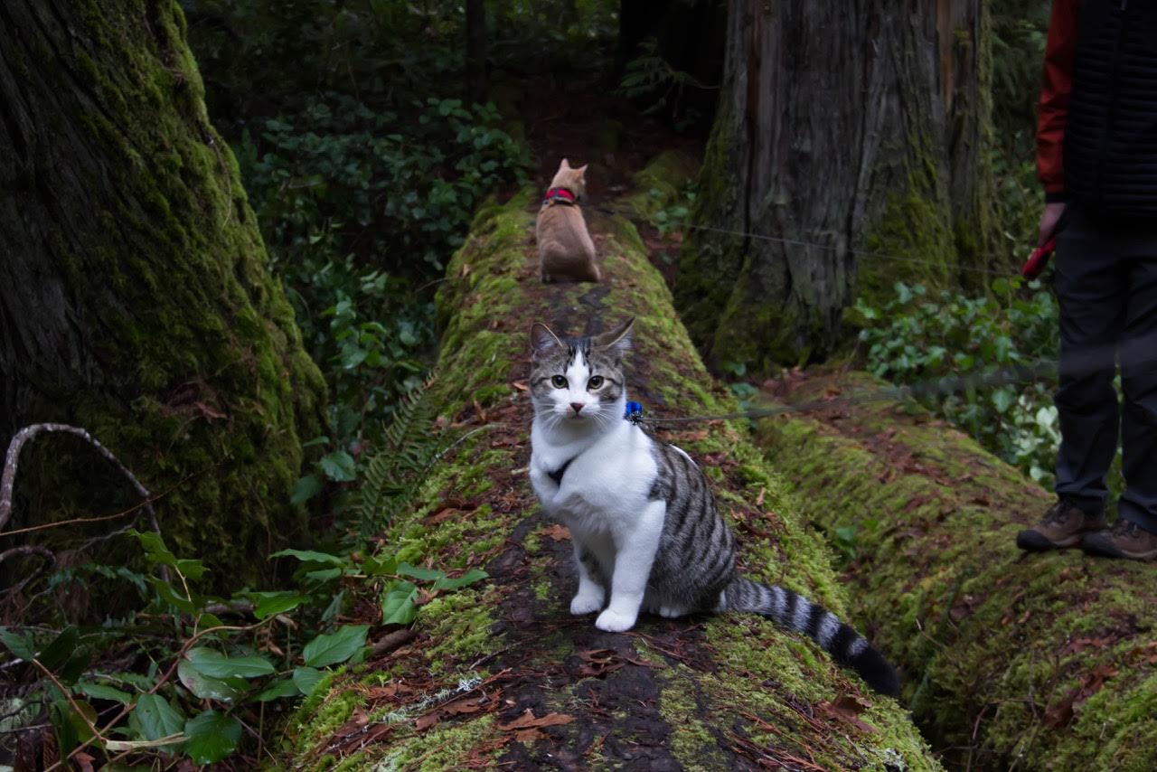 two cats on mossy tree trunk
