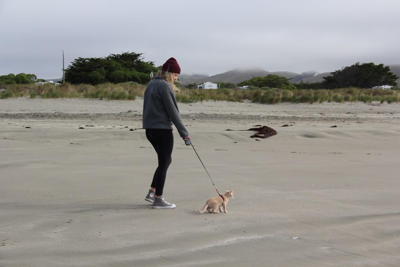 cat walking on beach