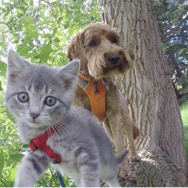 Jessie and Koda the adventure cat