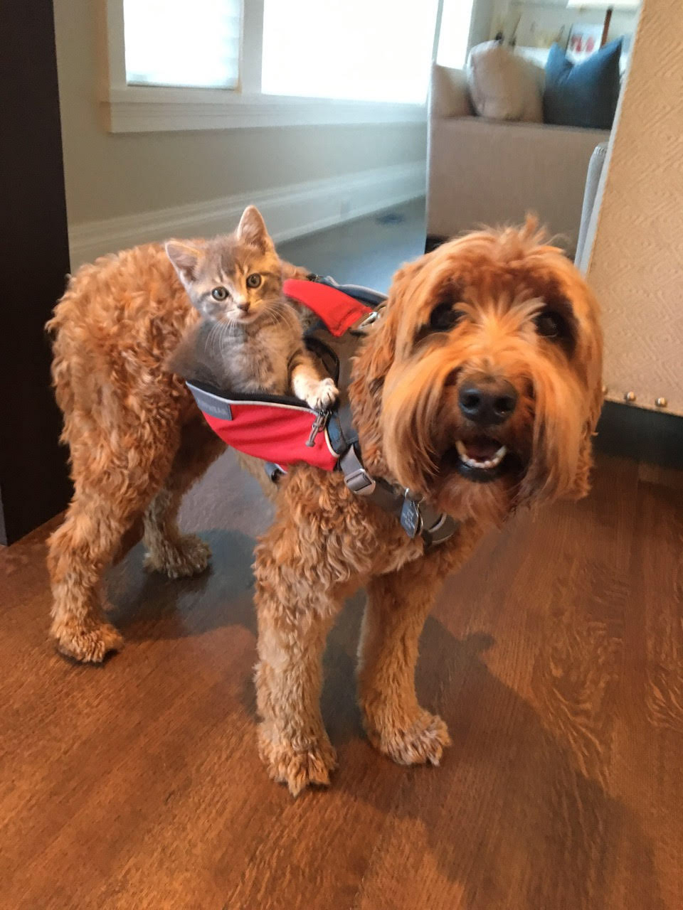 kitten riding on dog