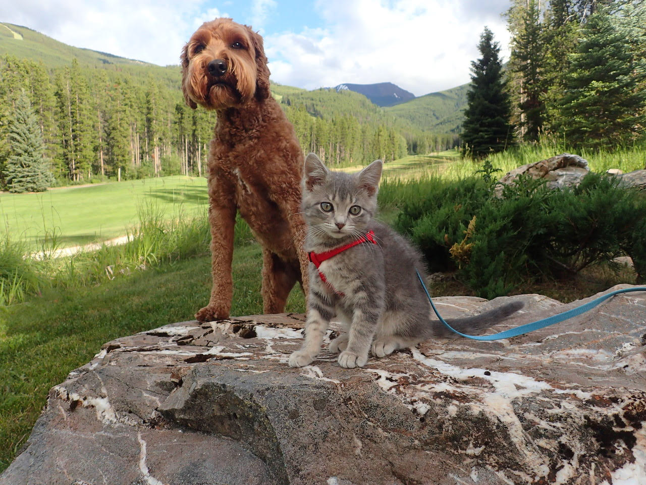 Jessie and Koda adventuring together