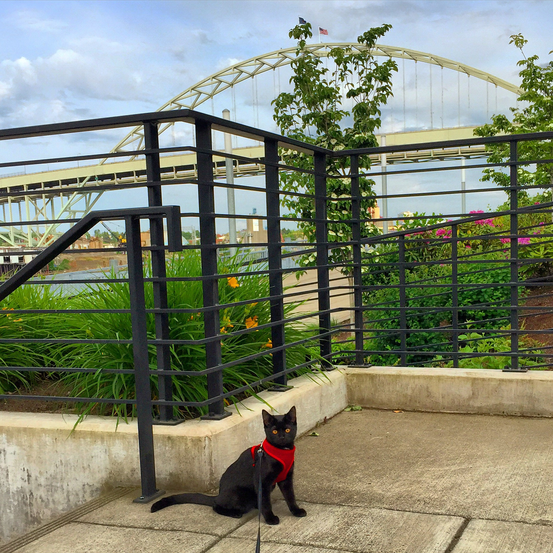 Albie adventure cat in Portland