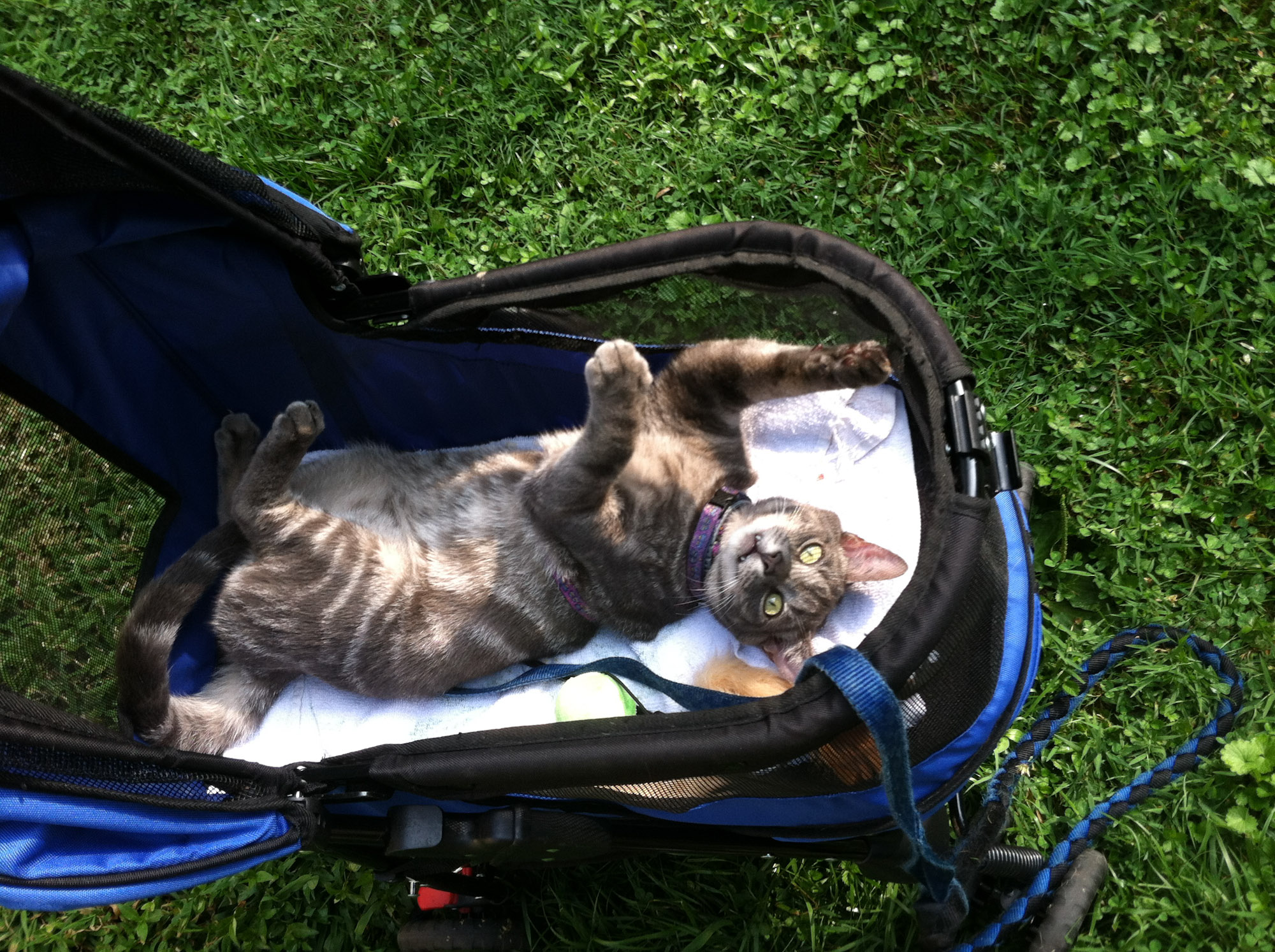 cat riding in stroller
