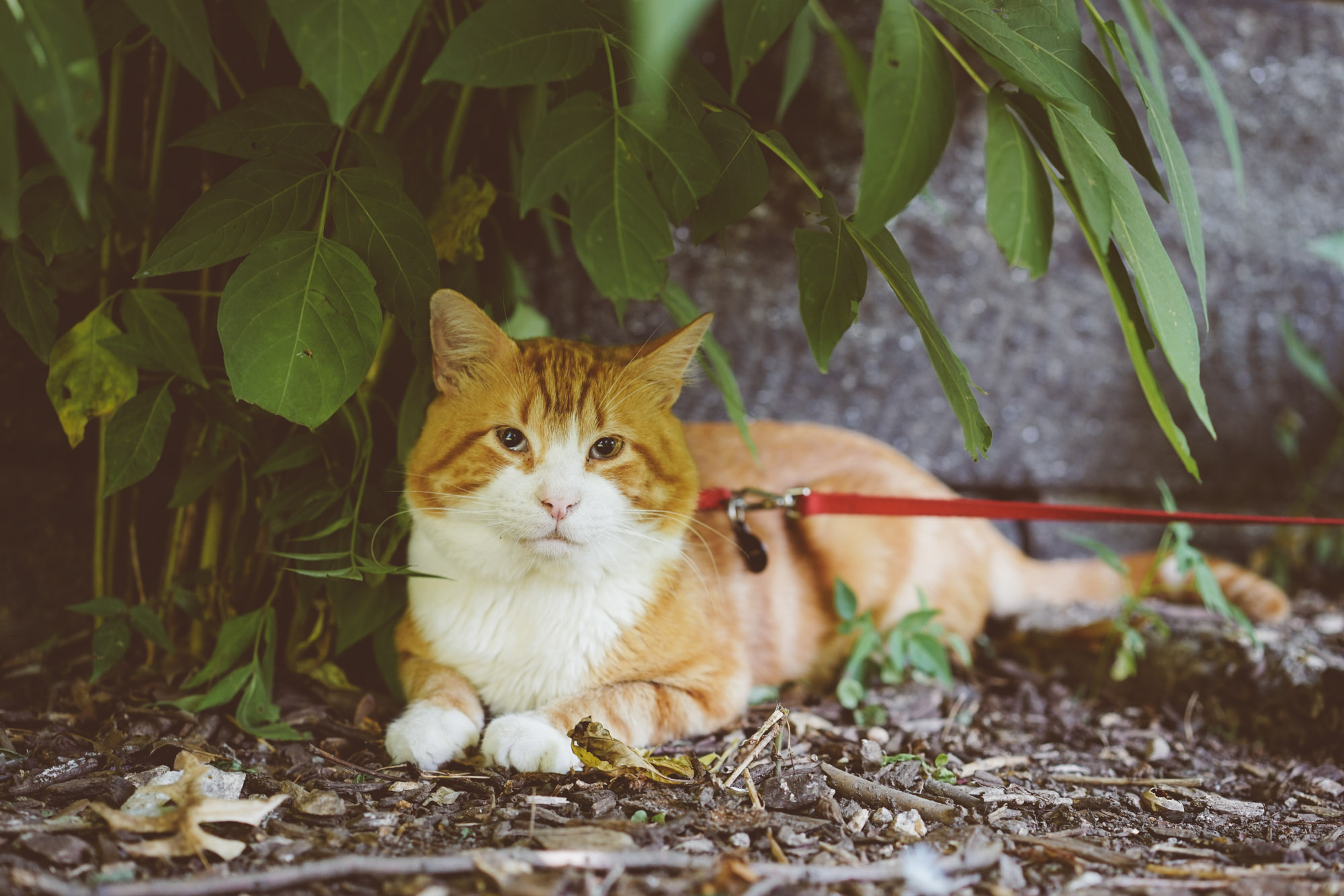 adventure cat in Central Park