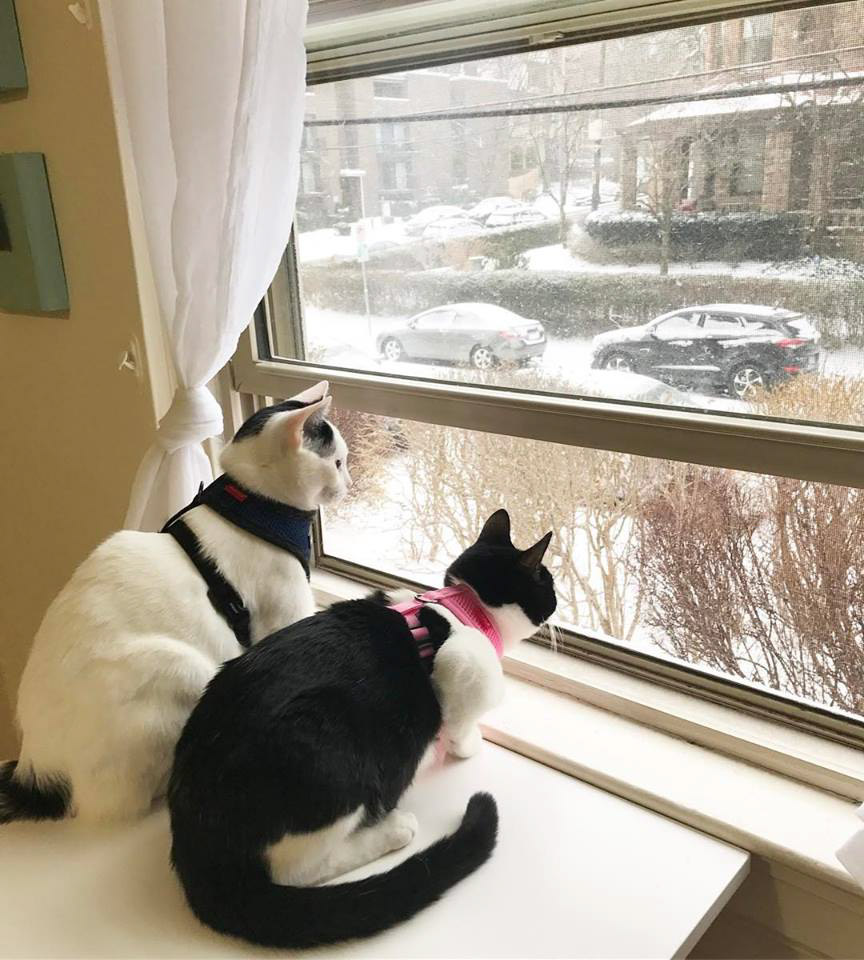 Milo and Lily cats look out window
