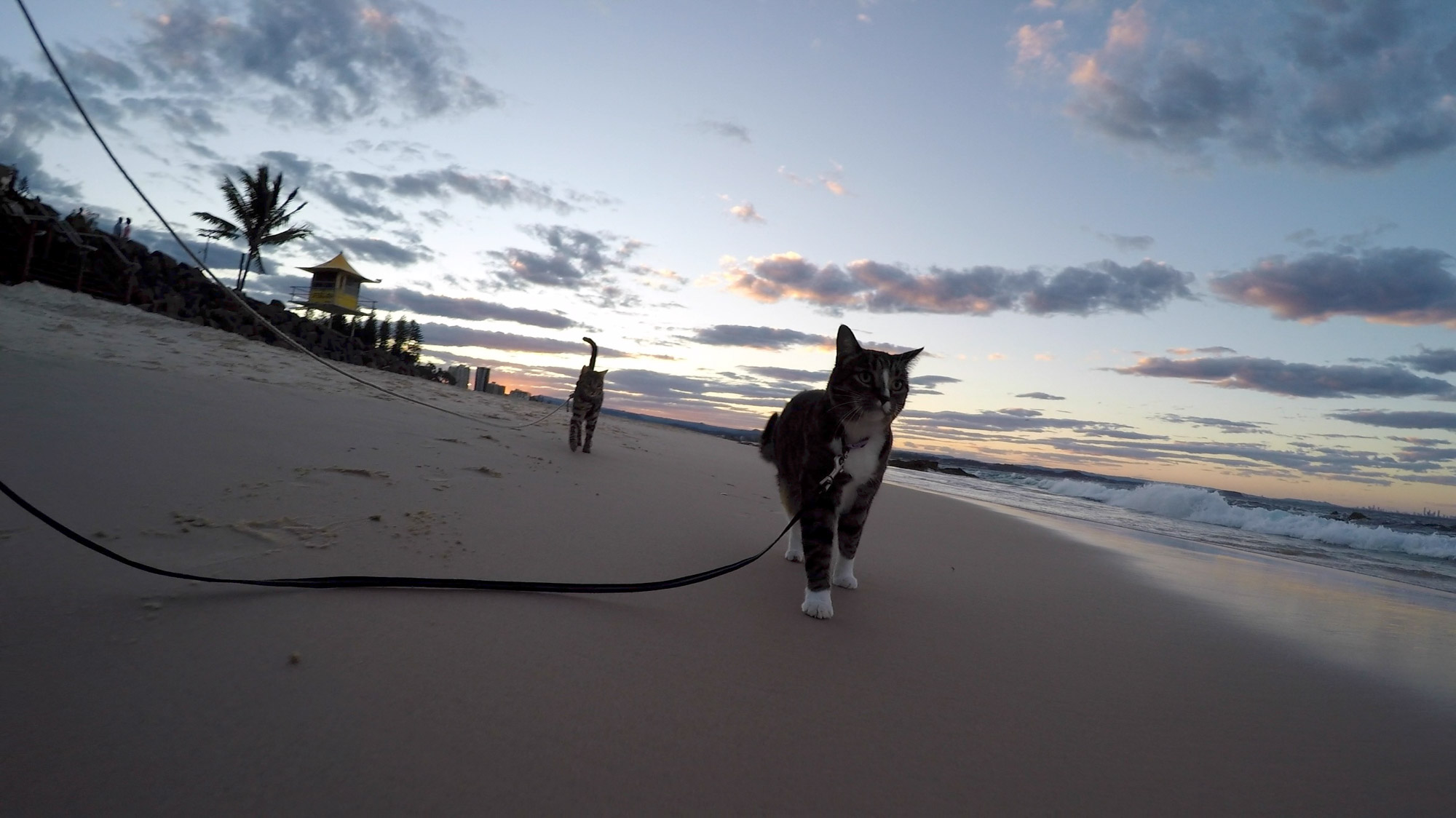 cats walking on leashes at beach