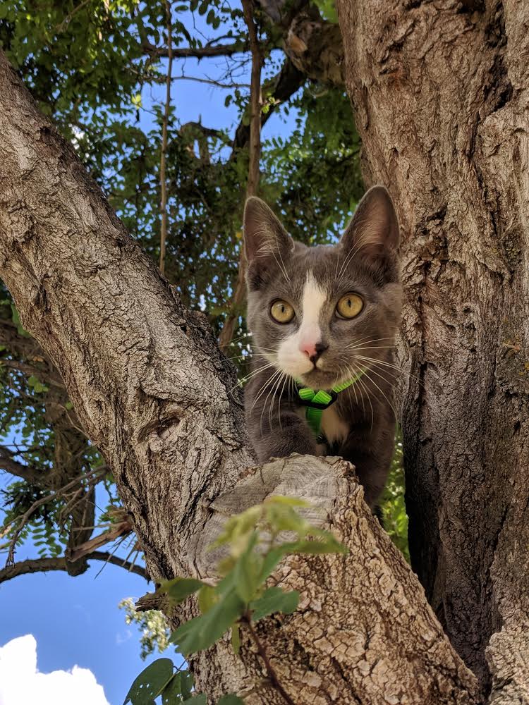Parsley cat in tree