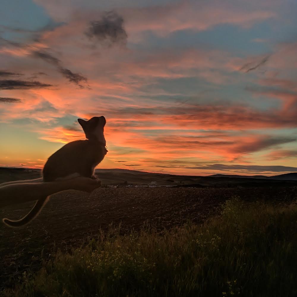 Parsley in the sunset
