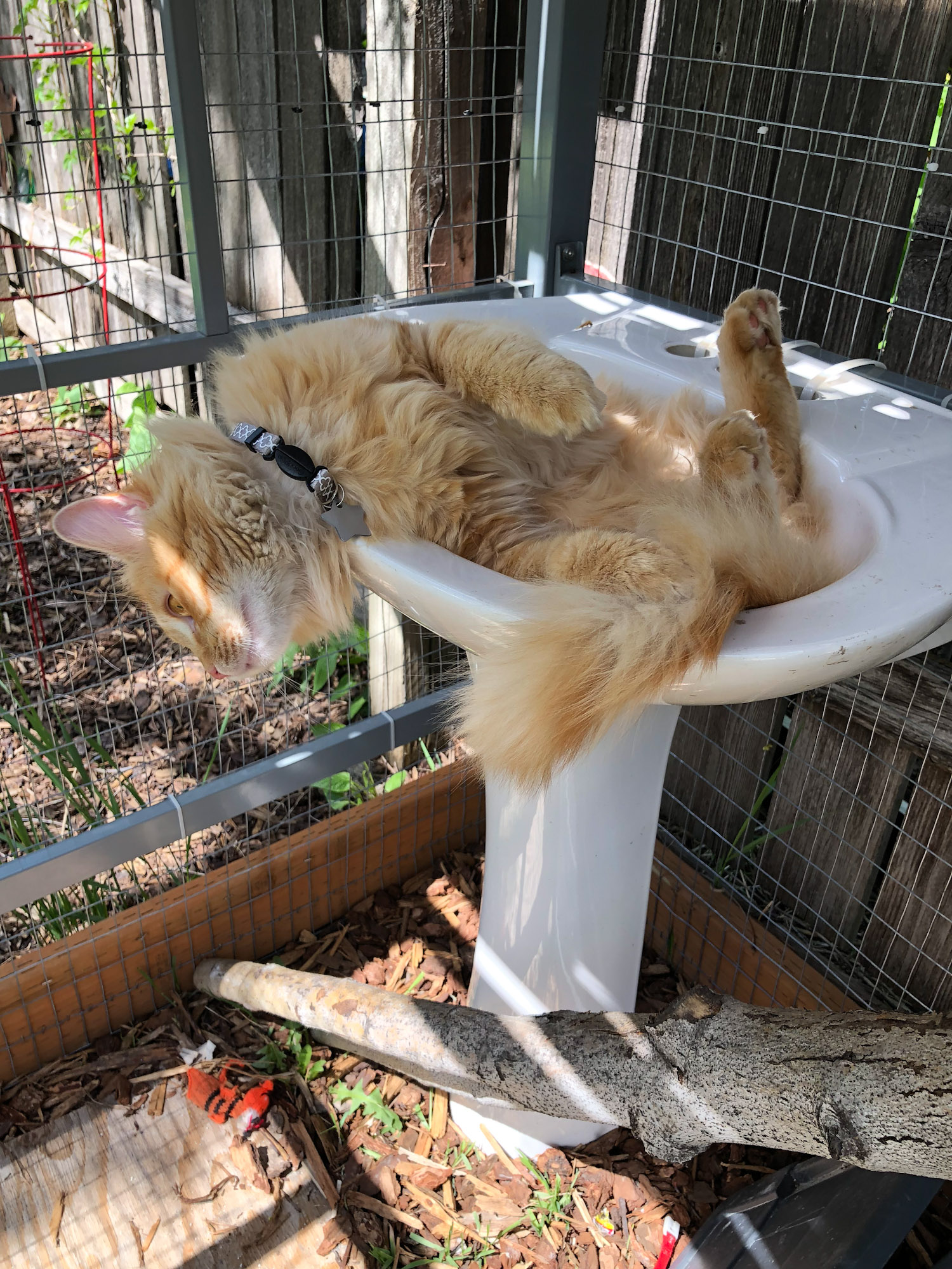 Leon adventure cat lounges in catio
