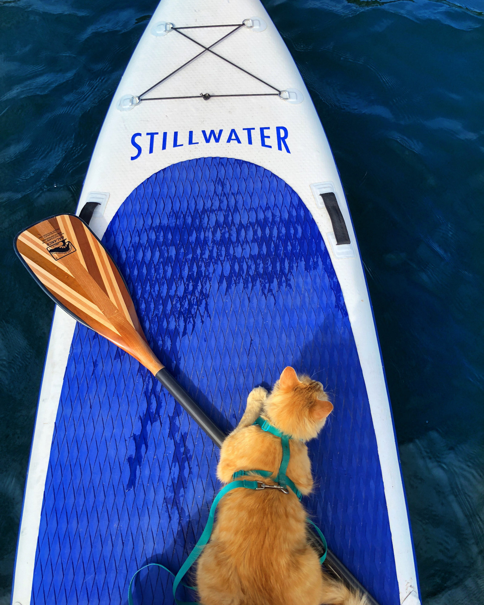 orange tabby cat on paddleboard