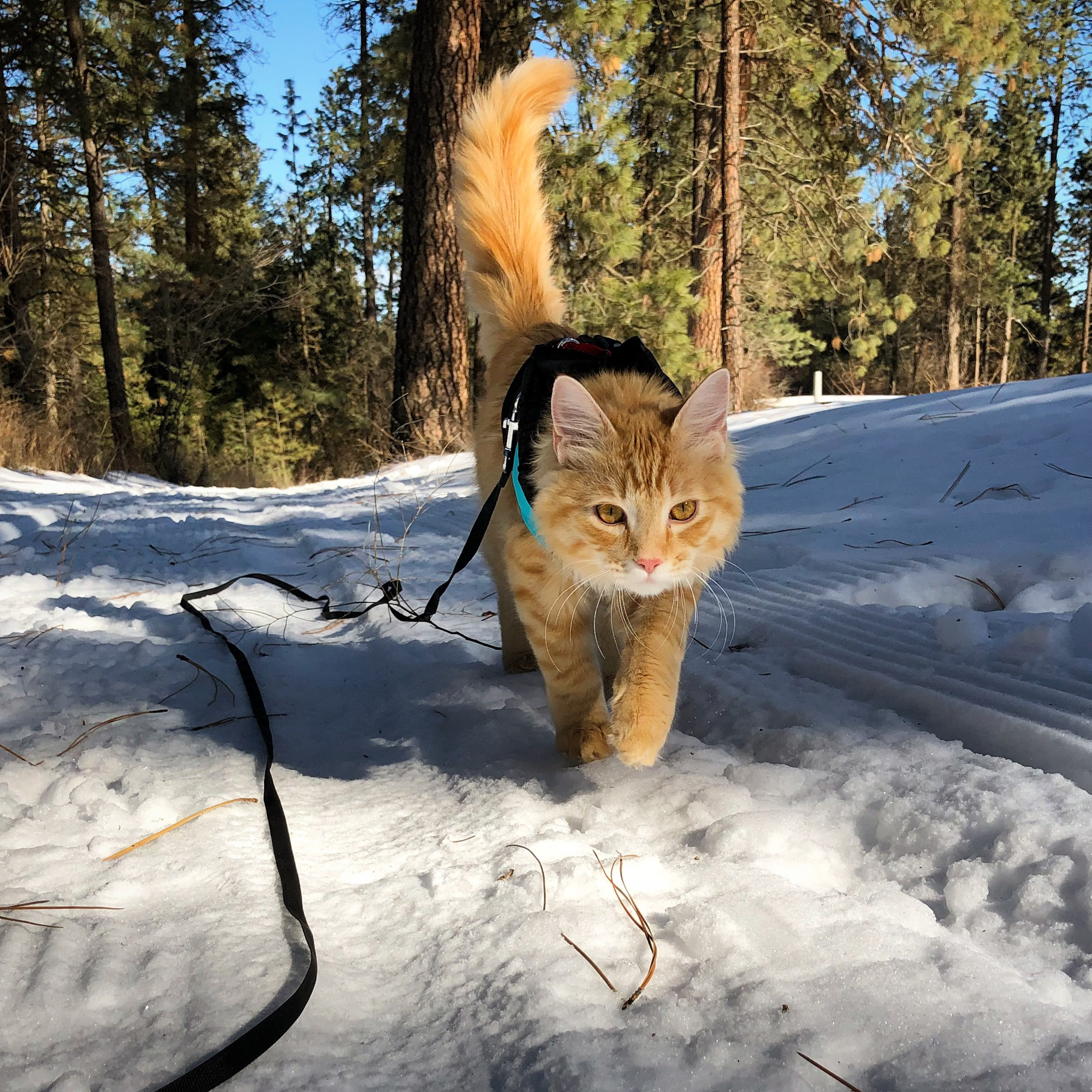 adventure cat holds tail high as he hikes in snow