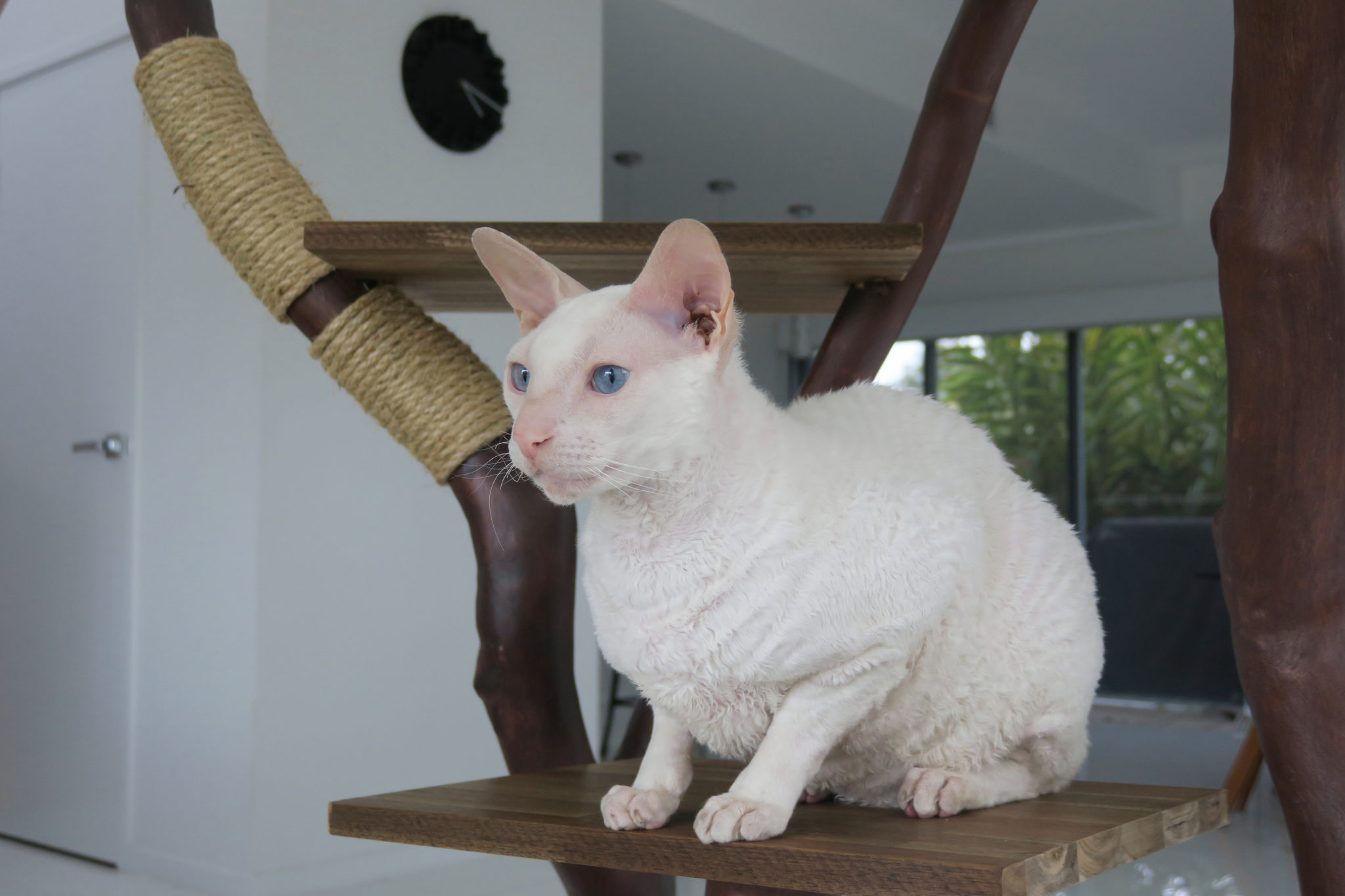 Gandalf the deaf adventure cat perched in cat tree