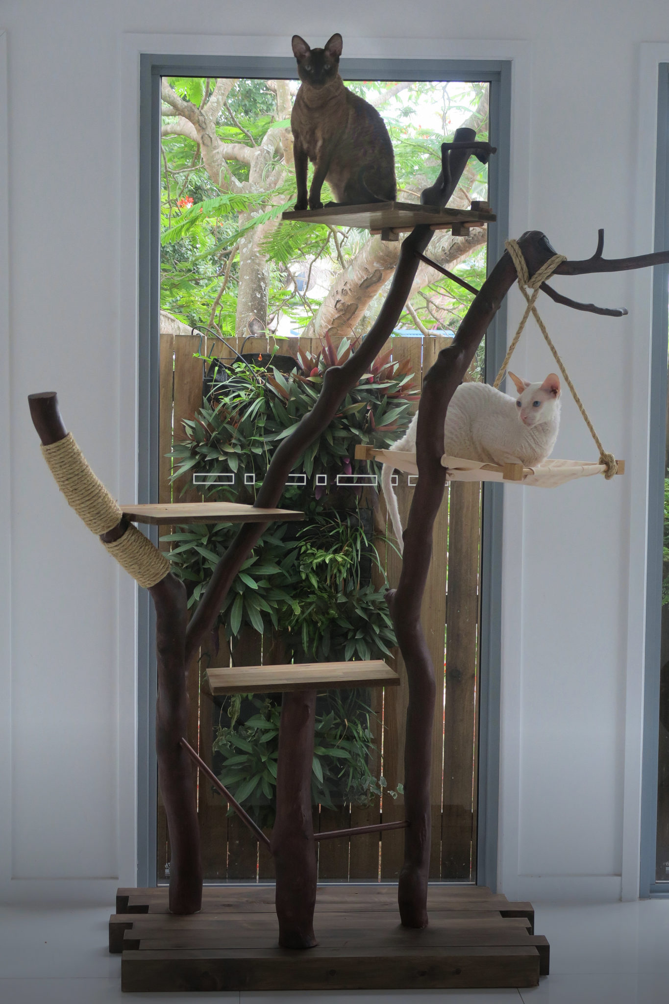 Gandalf and Radagast perch in their beautiful homemade cat tree made from native Australian wood