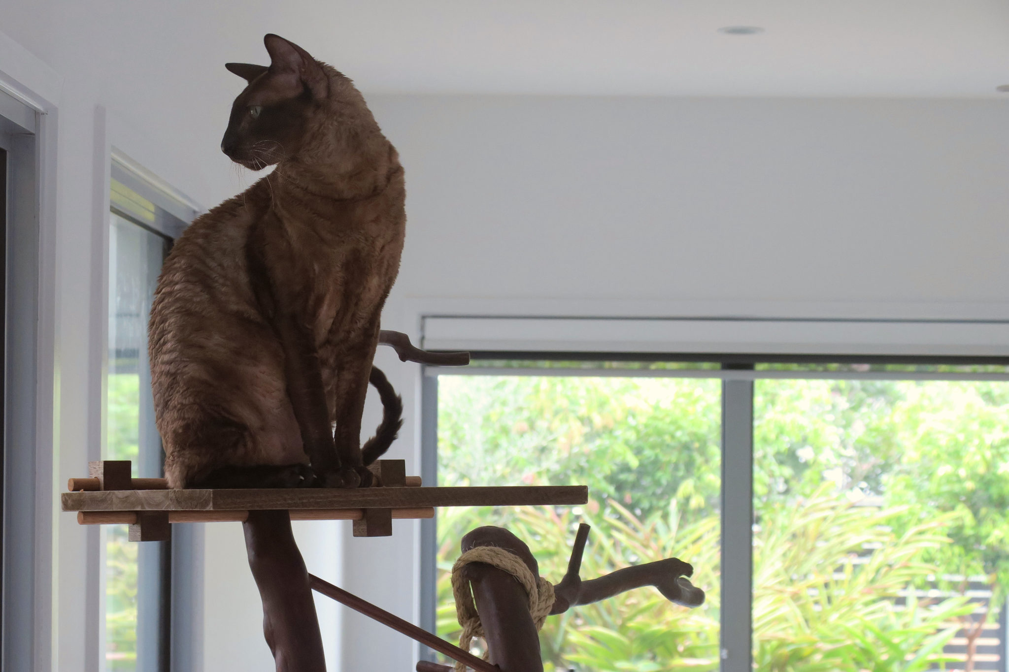 Cornish rex sits at the top of homemade cat tree in Australia