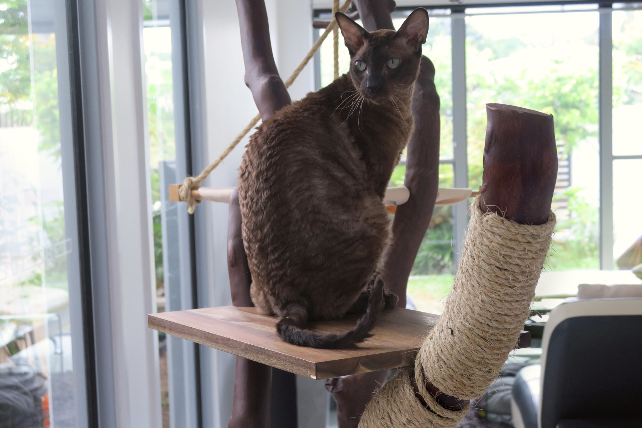 Radagast the Brown cat sits on platform of homemade cat tree