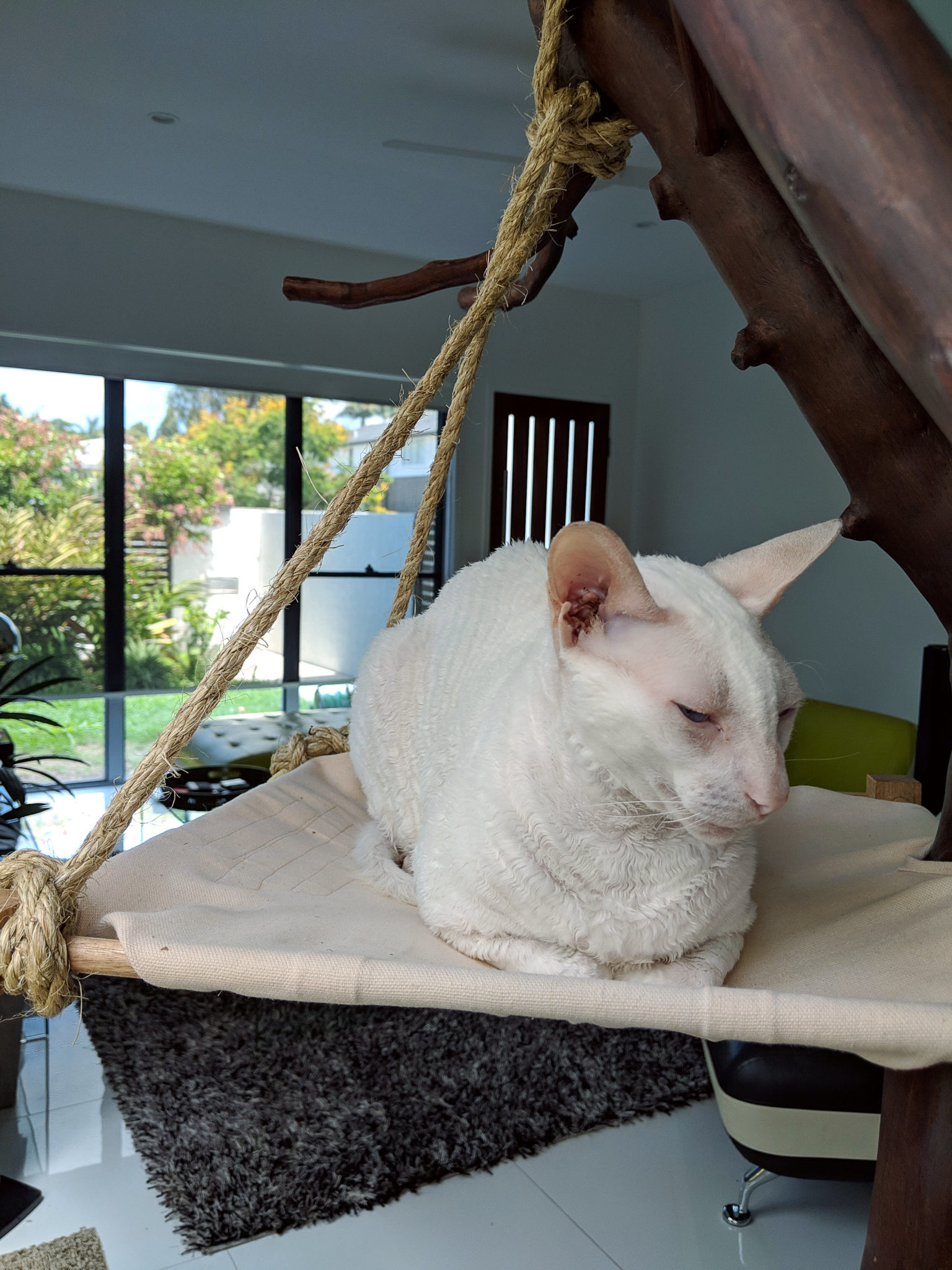 Gandalf takes a catnap in his homemade cat tree
