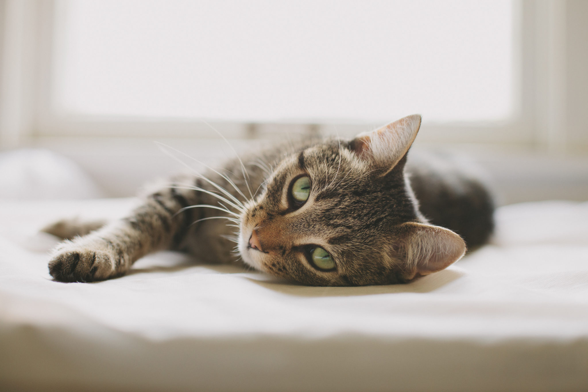 tabby cat lying on couch
