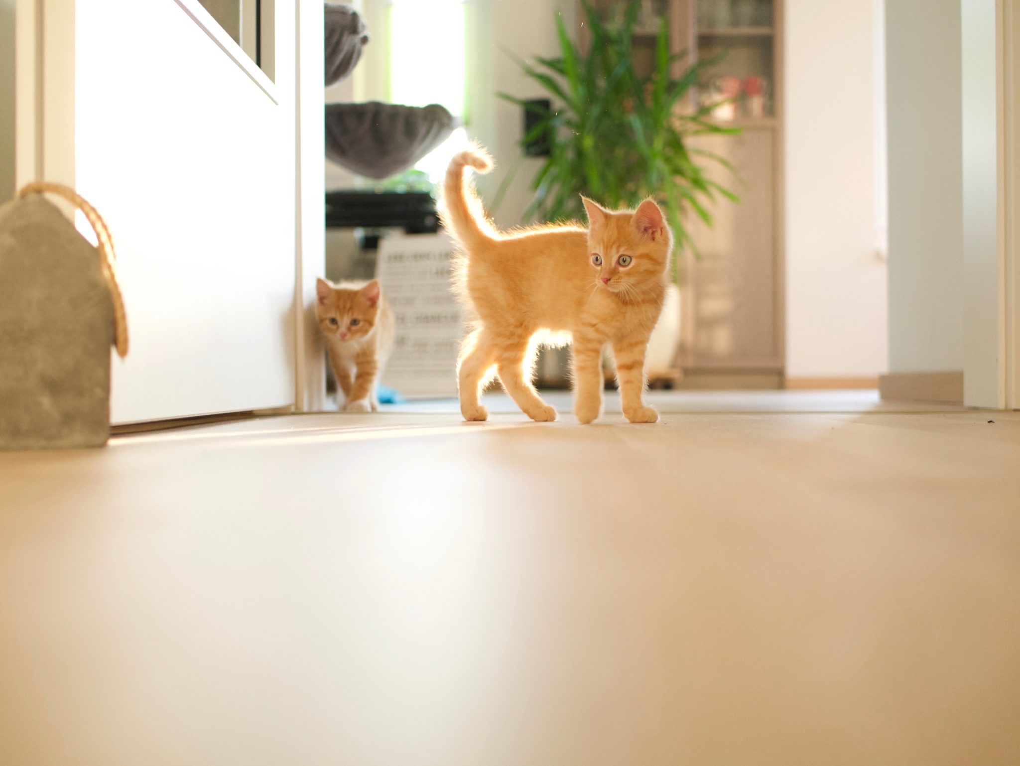 orange tabby kittens playing in hallway