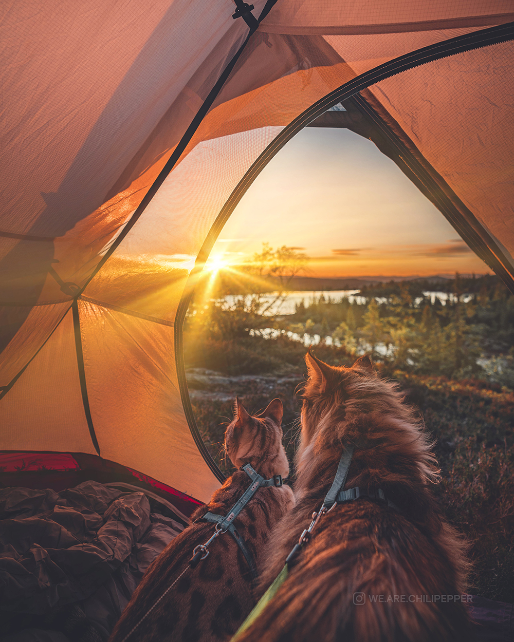 two cats in tent