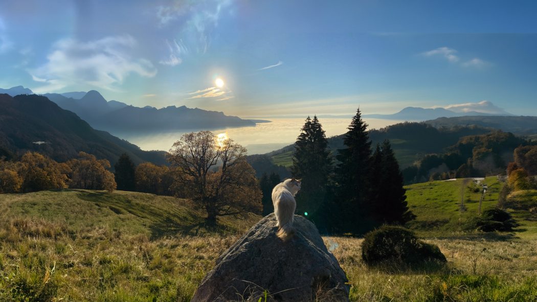 Elle the ragdoll adventure cat observing European countryside