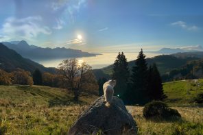 Elle the ragdoll adventure cat observing European countryside